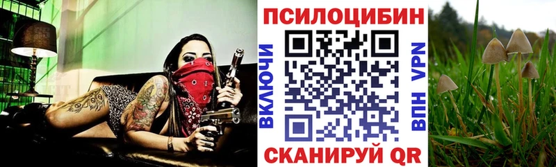 где продают наркотики  Соль-Илецк  Галлюциногенные грибы Psilocybine cubensis 